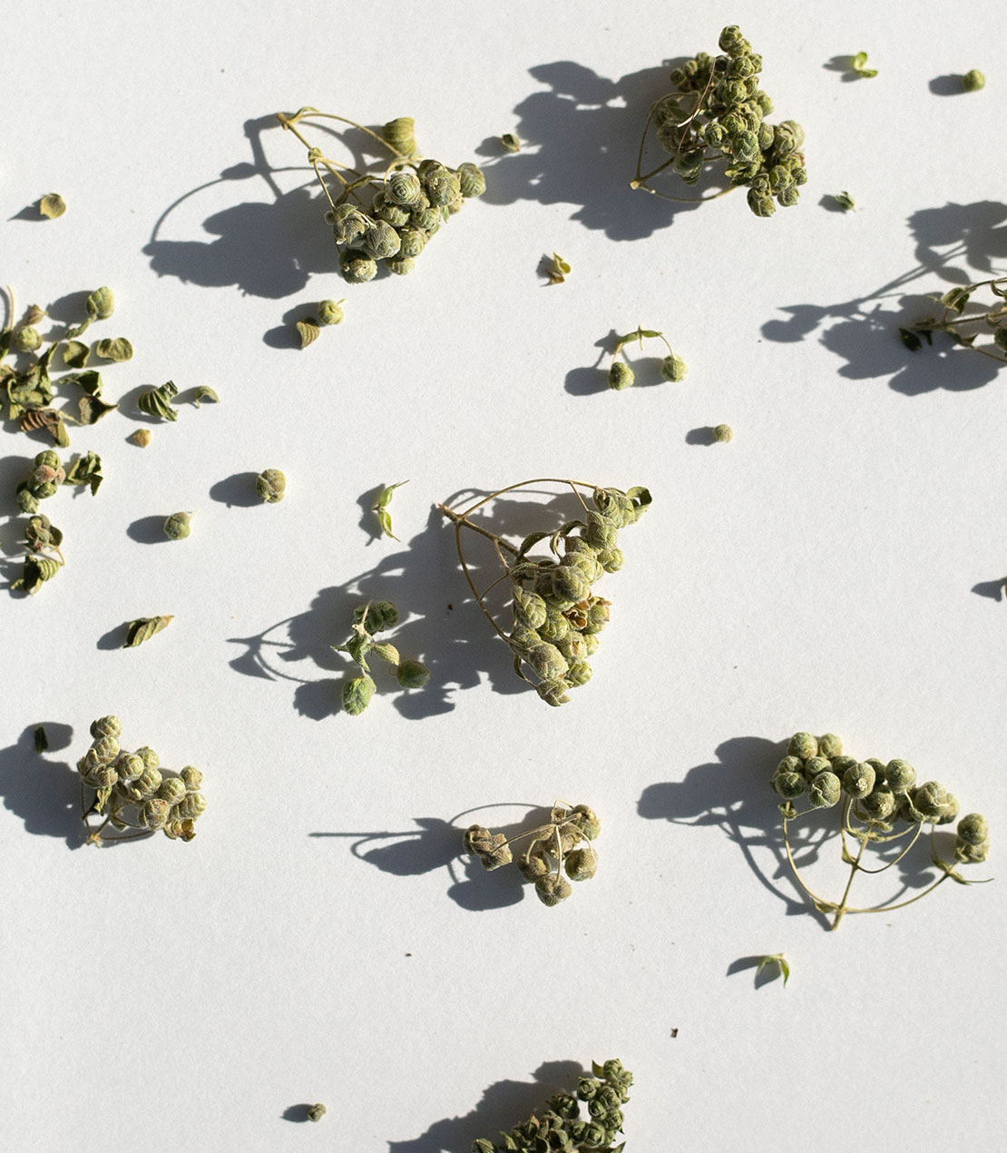 daphnis-and-chloe-aegean-isle-oregano-gew-rz-glas-griechisch image 2