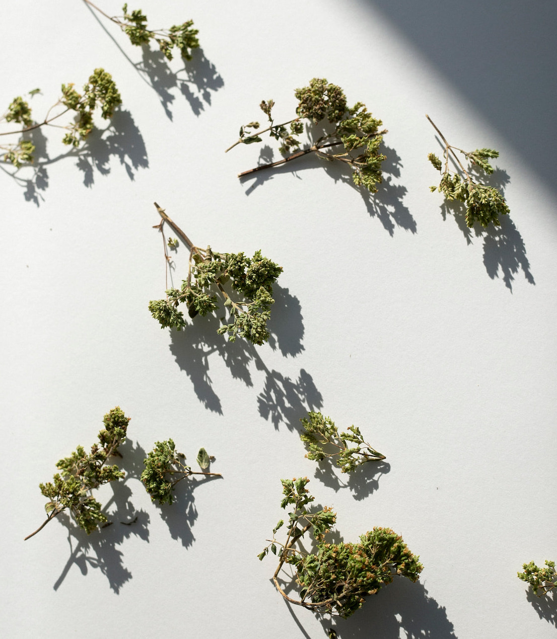 daphnis-and-chloe-greek-oregano-bouquet-oregano-getrocknet image 2