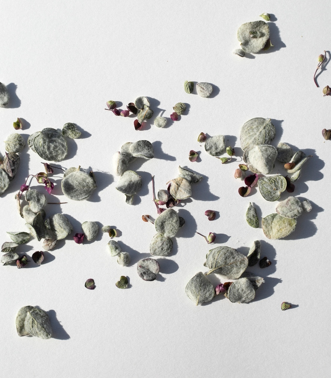 daphnis-and-chloe-herbal-teas-dittany-from-crete-kr-utertee-beutel image 2