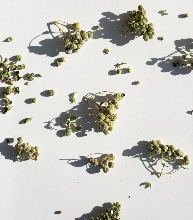 daphnis-and-chloe-culinary-herbs-aegean-isle-oregano-gew-rz image 1