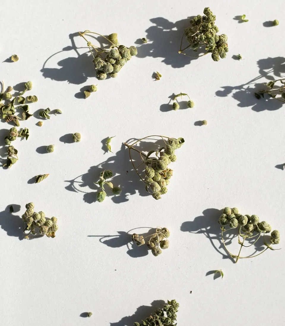 daphnis-and-chloe-culinary-herbs-aegean-isle-oregano-gew-rz image 1