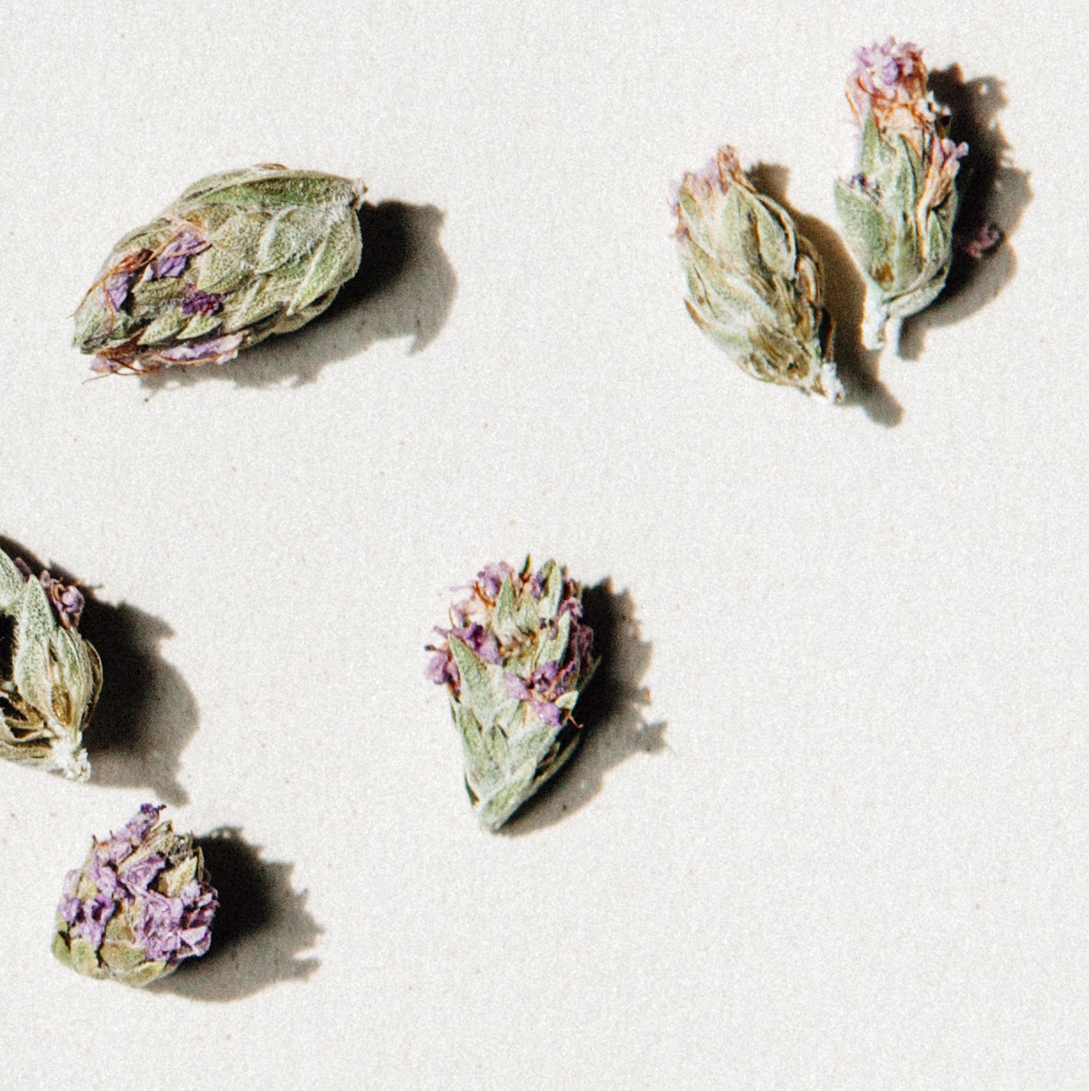 daphnis-and-chloe-wild-thyme-flowers-thymianbl-ten-glas image 2