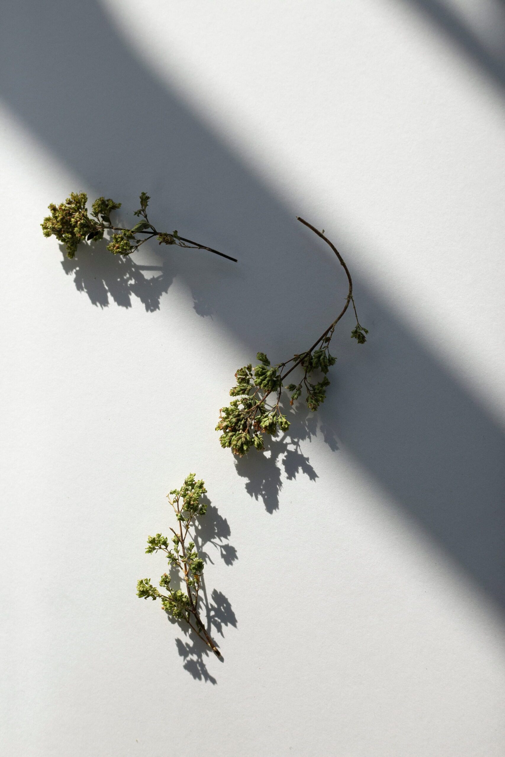 daphnis-and-chloe-oregano-griechisch-glas-aromatisch image 2