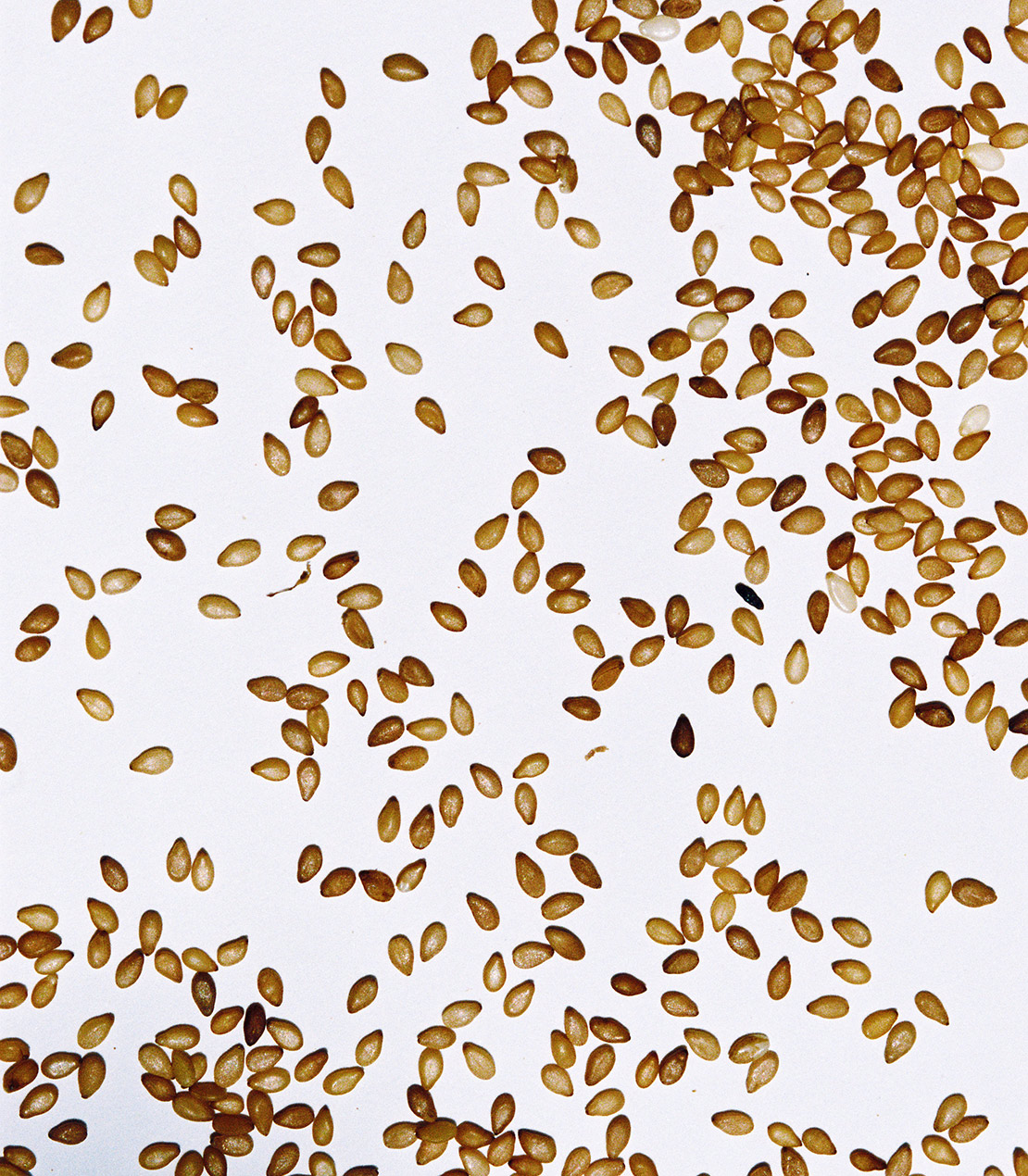 daphnis-and-chloe-evros-sesame-seed-jar-sesam-ungesch-lt image 2
